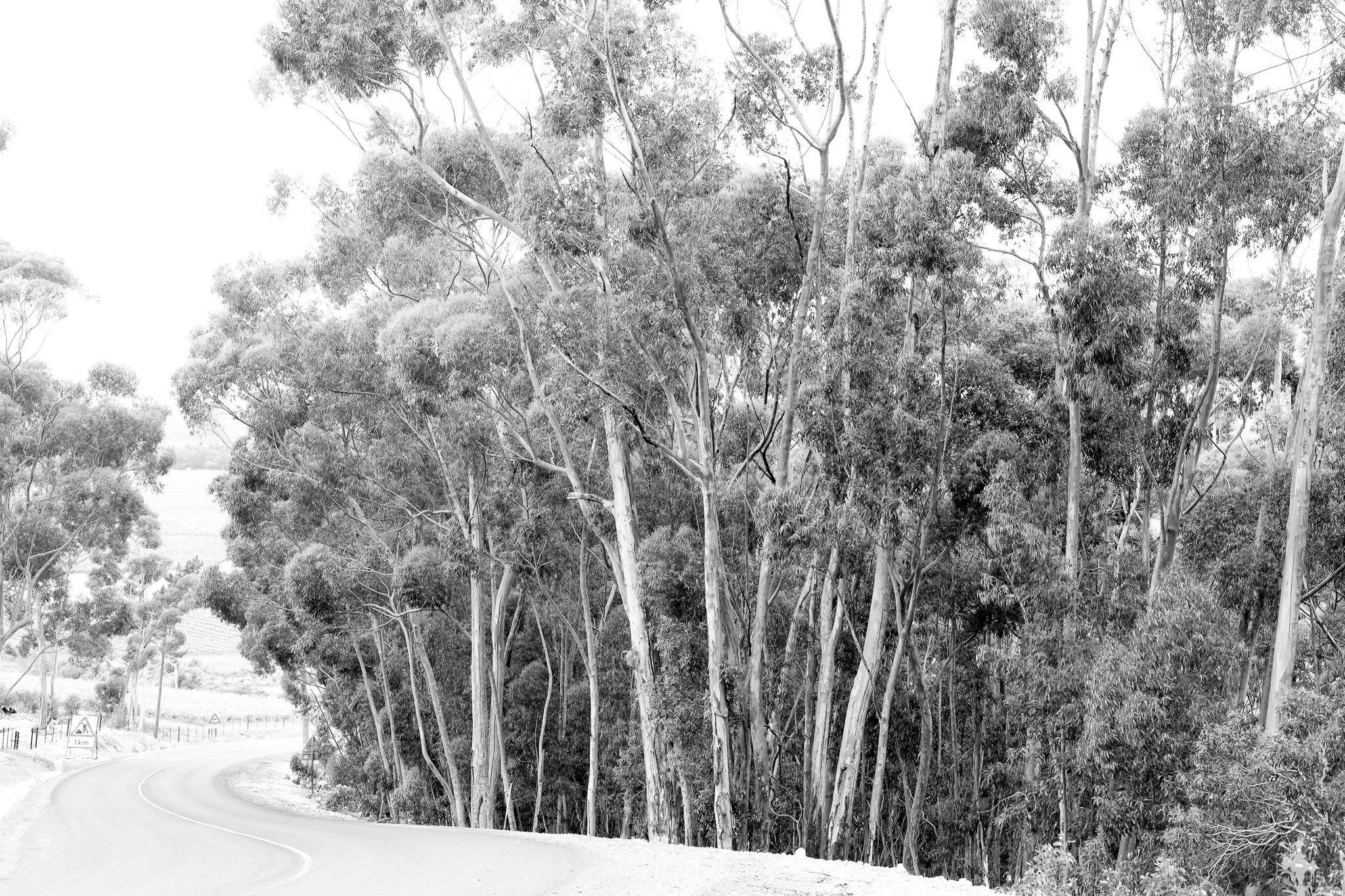 Dreamy roads